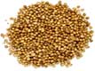 Coriander